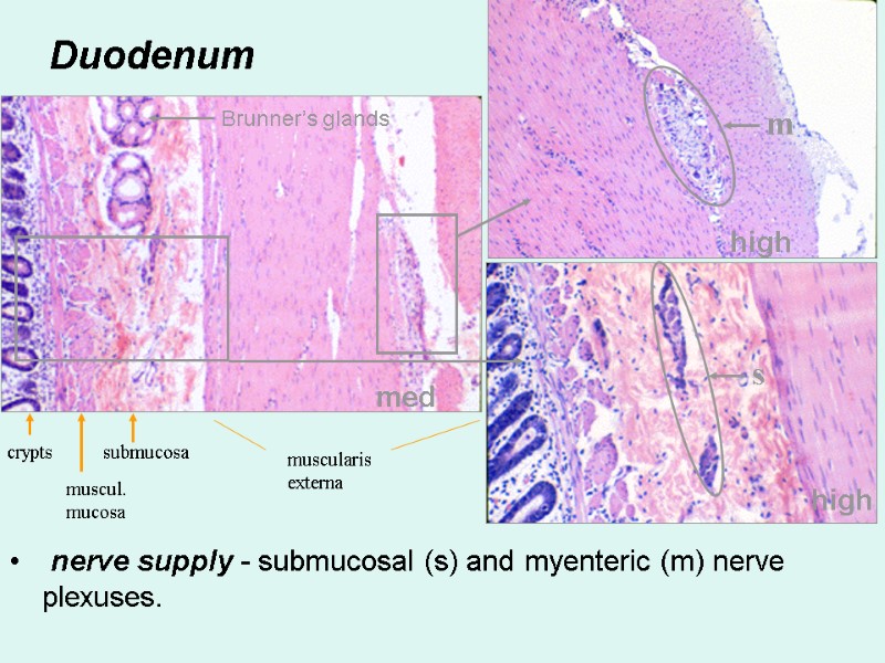 Duodenum  nerve supply - submucosal (s) and myenteric (m) nerve plexuses. med high